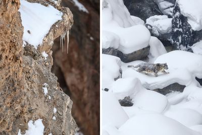 “I’m Losing My Mind”: People Go Crazy Trying To Spot The Snow Leopard Hidden In This Photo