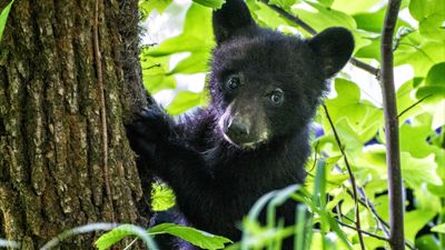 Man learns the hard way that bear cubs can open car doors – and don't like being interrupted