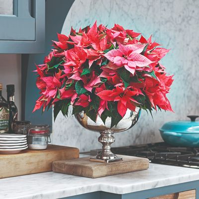 Are you burning your cut poinsettia stems? According to experts you really should be