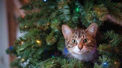 Americans Believe Pets Outshine Them During Holiday Season