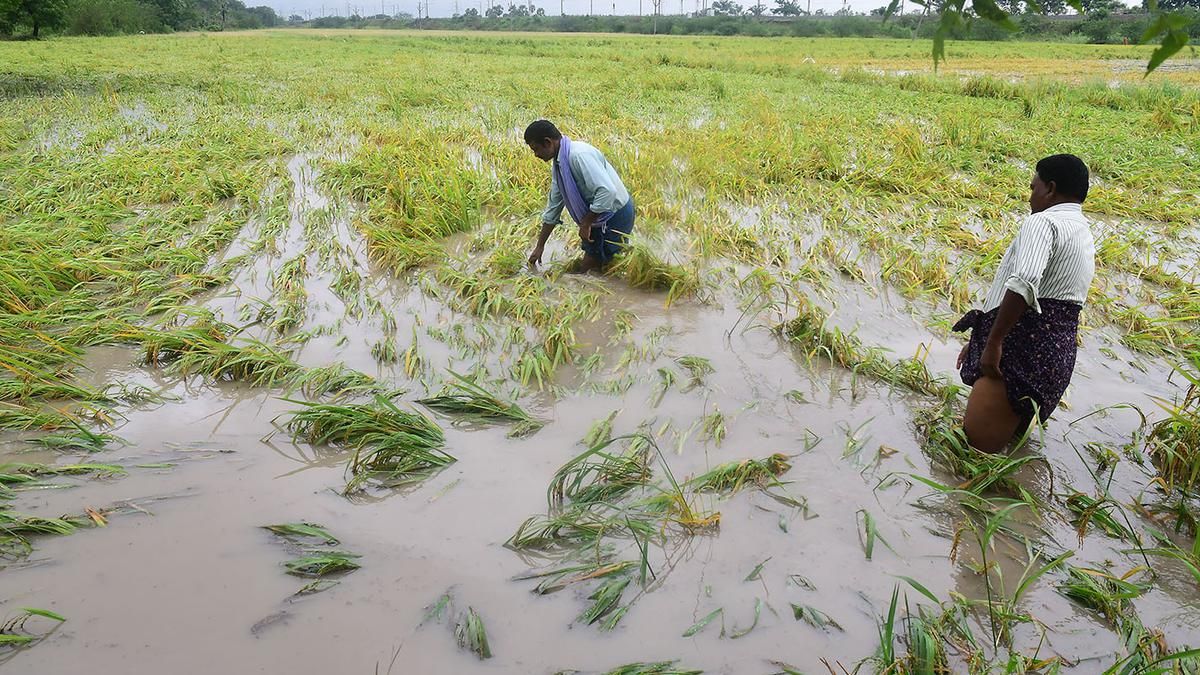 Cyclone Michaung: Eight lives lost, crops in nearly 11…