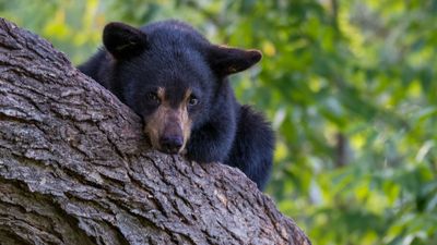 Man learns a painful lesson about never, ever messing with bear cubs