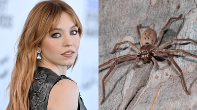 Sydney Sweeney, Bless Her Soul, Thought She Was Going To Die After A Huntsman Bit Her In Aus