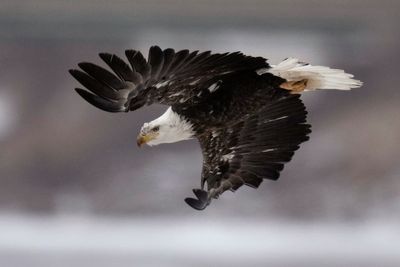 Men accused of killing 3,600 birds including protected eagles