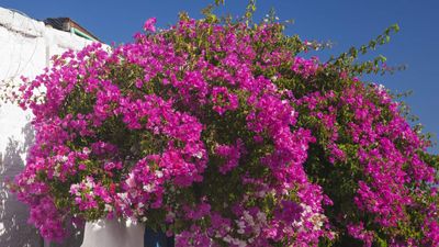 How to prune bougainvillea – expert trimming tips to control plants and boost blooms