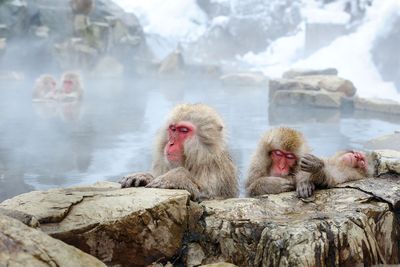 The diminishing world of monkeys