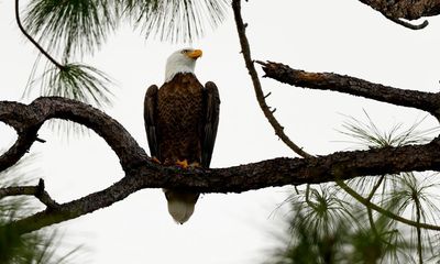 US duo charged with killing 3,600 birds including bald eagles to sell on black market