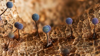 Prize-winning macro photo takes us into the Martian-like world of plasmodial slime mold