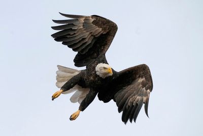 Men charged with illegal killing of 3,600 birds, including bald and golden eagles to sell