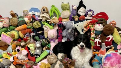 Study Discovers ‘Gifted Word Learner’ Dogs With Talent For Learning Toy Names