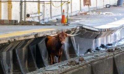 Bull on the tracks: longhorn on the loose disrupts New Jersey commuters