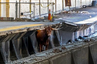 Bull on tracks at New Jersey's Newark station delays train traffic outside New York