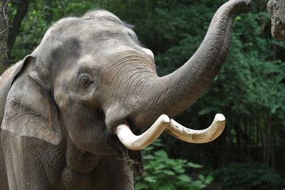 Raja the elephant, a big draw at the St. Louis Zoo, is moving to Columbus to breed