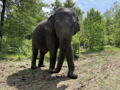 Beloved Elephant Raja to Relocate for Breeding Mission