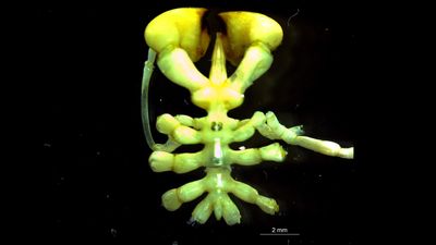 Newly discovered Antarctic sea spider with 'boxing glove' claws pulled up from ocean floor