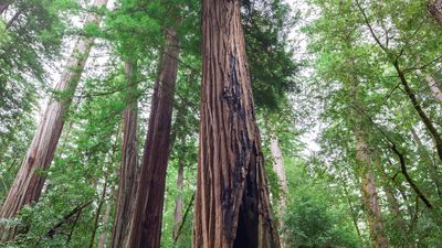 California redwoods 'killed' by wildfire come back to life with 2,000-year-old buds