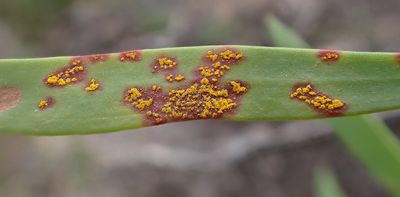 Myrtle rust is devastating Australian forests. A new high-tech spray holds out hope for native trees