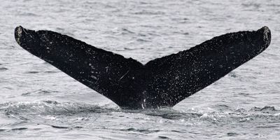 SETI's 1st 'conversation' with a humpback whale offers insight on how to talk to E.T.