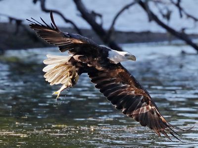 Two men charged with killing approximately 3,600 birds, including bald eagles