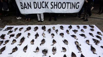 Opponents shoot down duck hunting report as a 'failure'