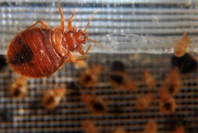 West London library shut temporarily after bedbugs found in returned books