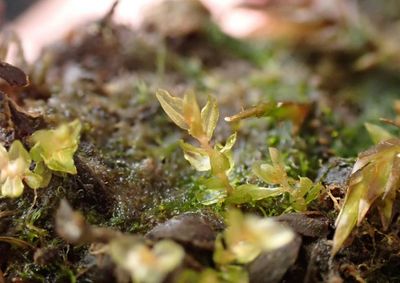 Critically endangered moss found in Scotland for first time in 13 years