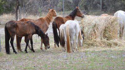 Horses seized after man flouts offload order, buys more
