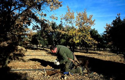 Black Truffle Production Booms In Spain