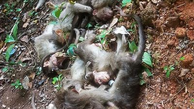 28 monkeys found poisoned to death in reserve forest area near Sullia