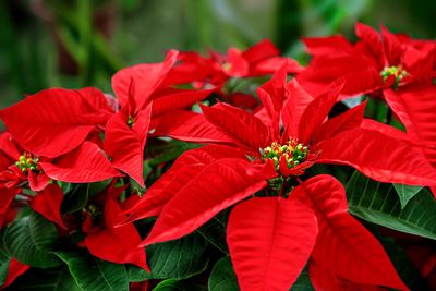 This Viral Hack Promises to Get the Most Out of Your Christmas Poinsettia