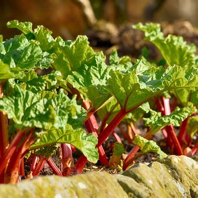 How to grow rhubarb from crowns or seeds – an expert guide to planting, growing and harvesting