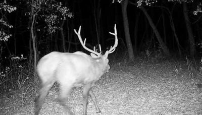 Elk coming and going makes history in Illinois