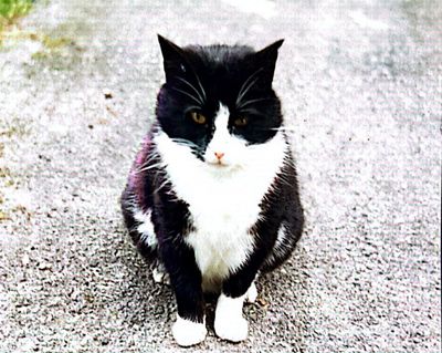 Celebrity pet I’ll never forget: Fatty, the curry-loving cat who adopted me, by Val McDermid