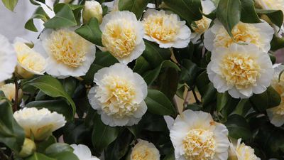 Camellia problems – and how to combat them when growing these stunning shrubs