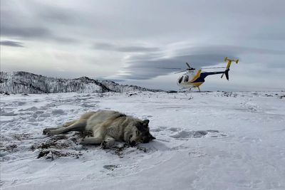 Judge denies cattle industry's request to temporarily halt wolf reintroduction in Colorado