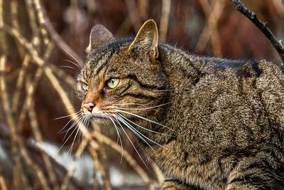 Released wildcats in Cairngorms develop taste for chicken