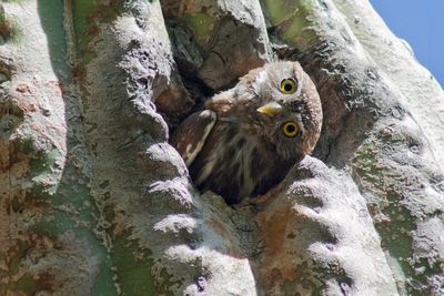 Lawsuit seeks to protect threatened owls