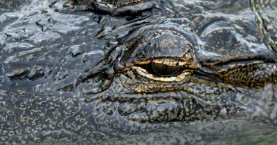 This Florida golf course is known for massive alligators, but that didn’t stop a black belt