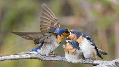 UK Photographer Wins International Bird Photography Competition