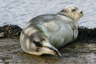 Arctic Seals Survive Freezing Conditions With Bigger Nostrils