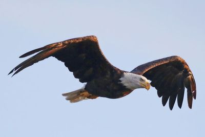 Men charged with ‘killing spree’ of 3,600 birds, including bald and golden eagles, in Montana