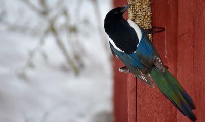 How to Keep 'Bully' Birds Away From Feeders - 6 Simple Ideas to Give Songbirds a Chance