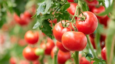 You can overwinter tomato plants and grow them indoors, but is it worth doing?