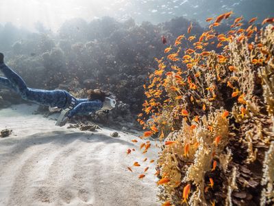 Masters of relaxation: The record-breaking freedivers of Egypt