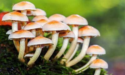 J&K: Farmers yield over 3,000 quintals mushrooms in Udhampur; Earn about Rs6Cr