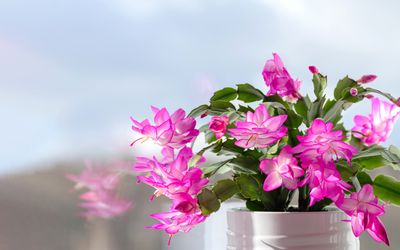 How to Repot a Christmas Cactus for Flourishing Festive Foliage Year After Year