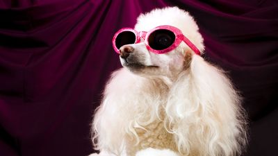 15 famous dogs you should know about