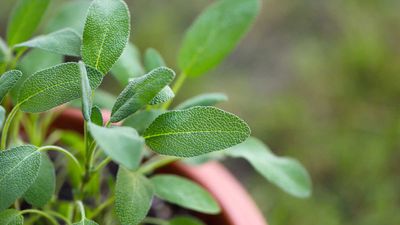 How to grow sage – 3 pro tips for fragrant and flourishing herbs