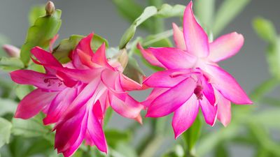 5 Christmas cactus pests – and how to treat them