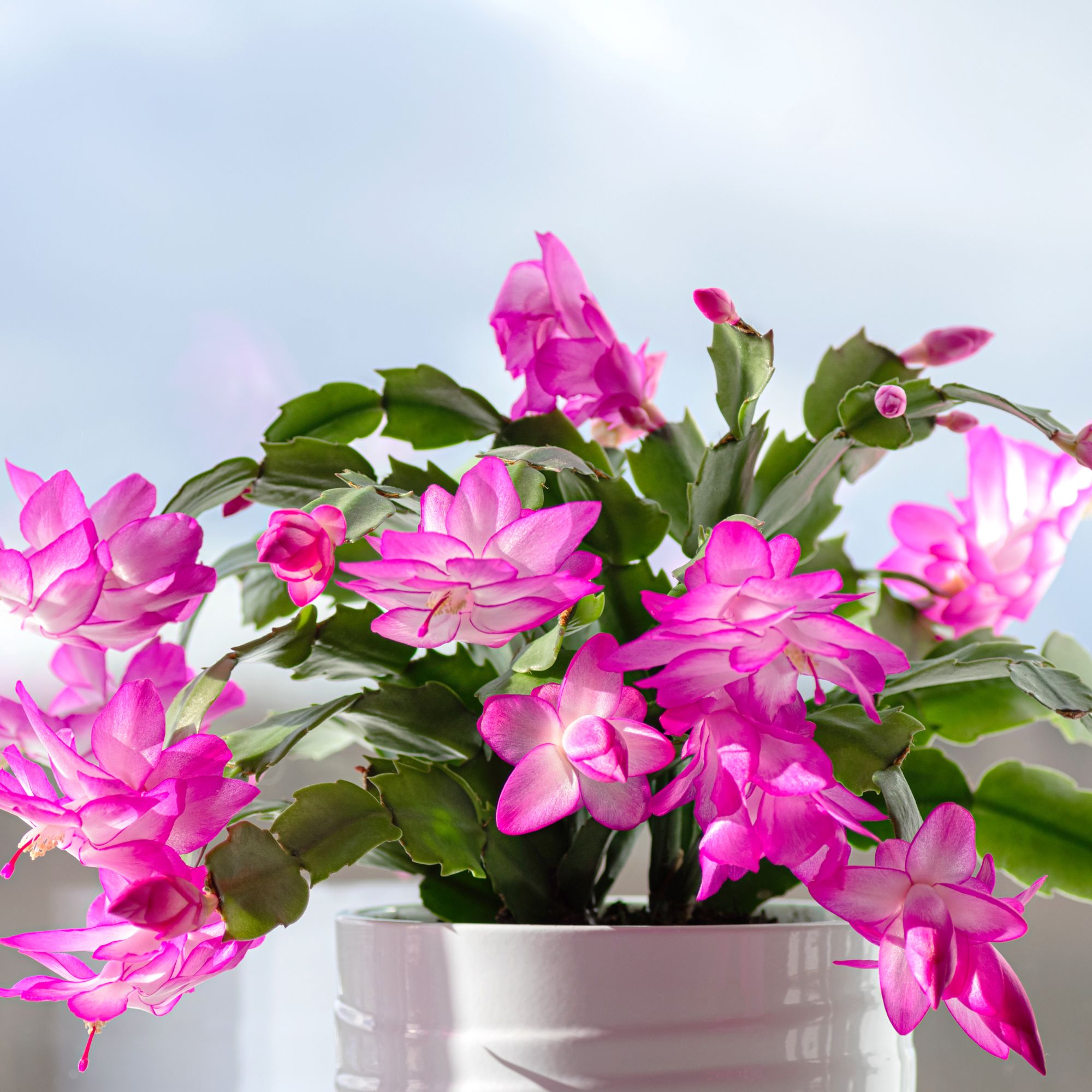 How to perk up a droopy Christmas cactus for vibrant,…